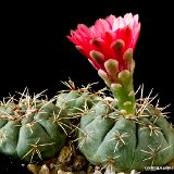 Gymnocalycium schreiteri L439 Sierra Medina 1200-1500m Tucuman JJ Houdre.jpg